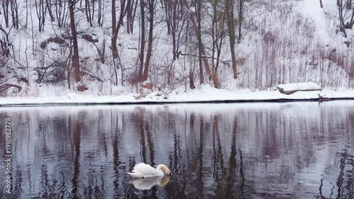 Swans swimming in winter river near waterfall