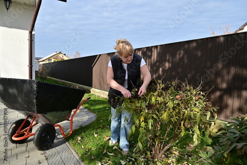 Woman gardener pruning bushes and branches near a wheelbarrow in the spring garden.