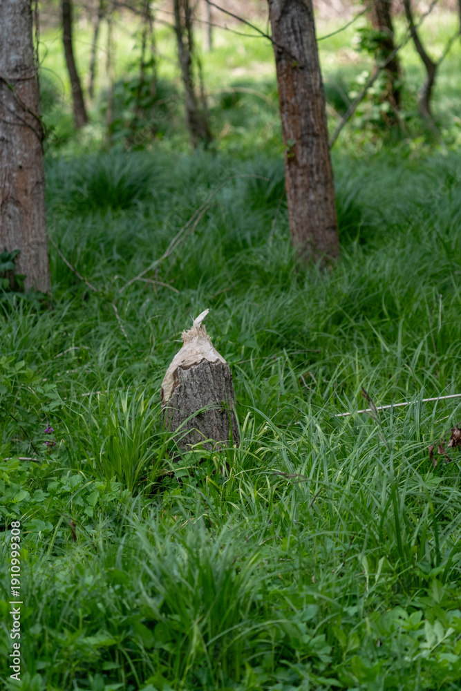 Fototapeta premium Von einem Biber angenagter Baum.