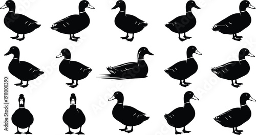 Black, duck, mallard, bird, waterfowl, silhouette, vector, set, animal, wildlife, nature, farm, pond, standing, swimming, icons, collection, isolated, white, background,