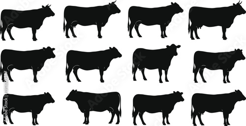 Collection of various cow and bull silhouettes in different standing poses for cattle farming, livestock industry, and organic dairy agriculture