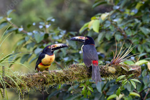 Collared aracari (Pteroglossus torquatus) pair of small toucanets sitting on a mossy branch with a colorful background. Araccari sings the sky with birds of prey.