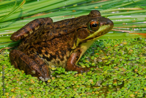 Obraz na plátne Green frog, Lithobates clamitans.