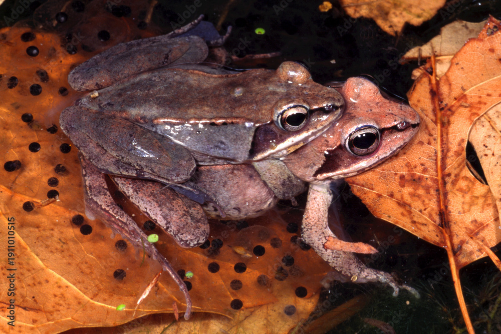 Obraz premium Wood frogs, Lithobates sylvaticus, in Amplexus