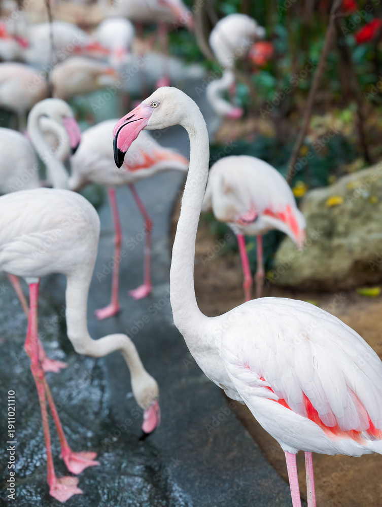 Naklejka premium Pink flamingoes bird in the pond