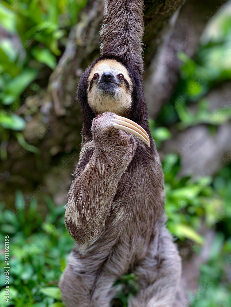 Fototapeta premium Sloth is climbing the tree
