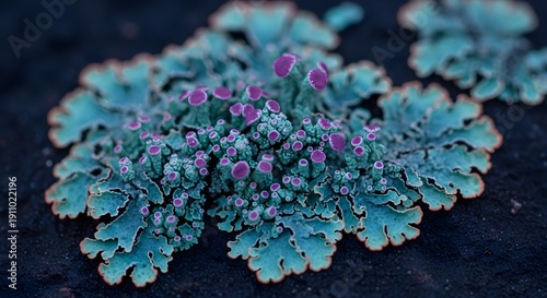 Blue-green lichen with purple fruiting bodies on dark wood, close-up macro texture