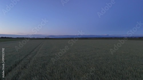 Drone Flyover Above a Rapeseed Field in the Early Morning