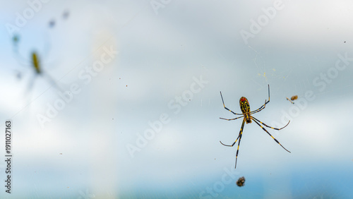 Photos Sakata, Yamagata, Japan - Oct 5 2024, Close-up view of the Joro-spider spider on