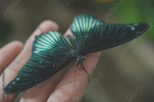 Butterfly Close up Picture