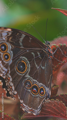 Butterfly Close up Picture