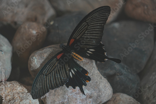 Butterfly Close up Picture