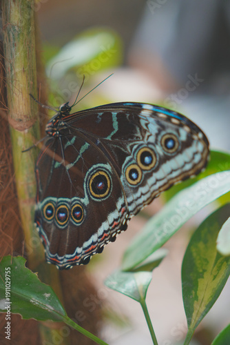 Butterfly Close up Picture