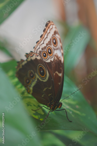 Butterfly Close up Picture