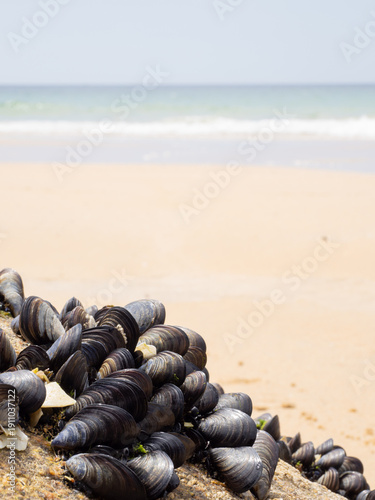 Mussels growing on rock with beach background
