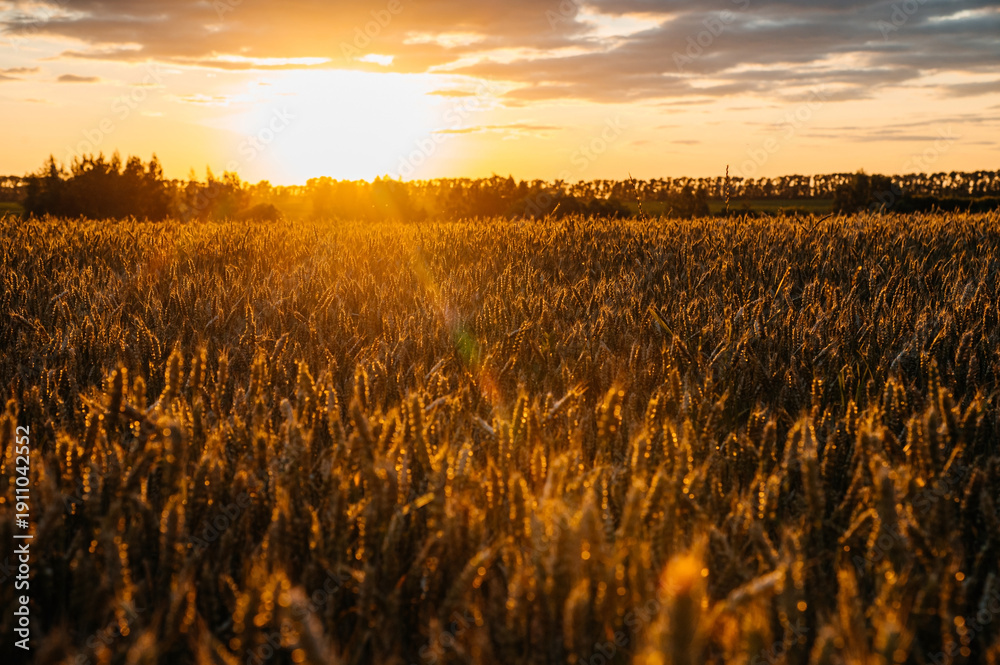 Fototapeta premium colorful sunset over a field of golden wheat, ears of wheat in the rays of the setting sun