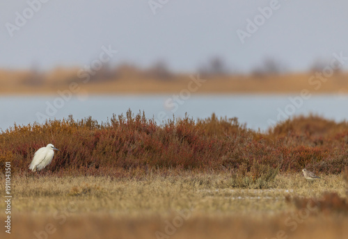 Photos Little egret and plover standing in saltmarsh wetland