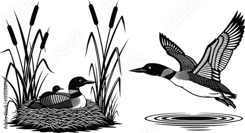 Common Loon Wildlife Illustration Featuring Nesting Pair with Chick in Reeds and Flying Loon Over Water cad drawing flat vector illustration