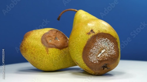 Overripe and rotten pears. Two pears covered with mold. Rotten pears on dark blue background
