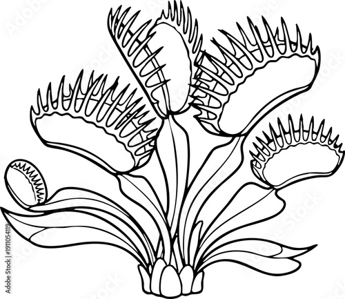 Venus Flytrap Plant Detailed Line Art Drawing Illustration