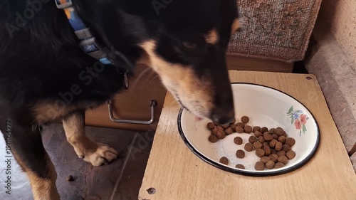 Little black dog eats a food from his bowl
