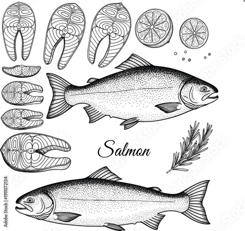 Salmon fish cuts and fillets engraving style illustration with whole fish slices herbs and citrus isolated