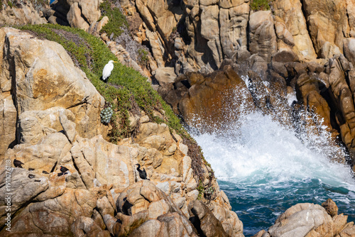 Photography White Heron at Point Lobos California
