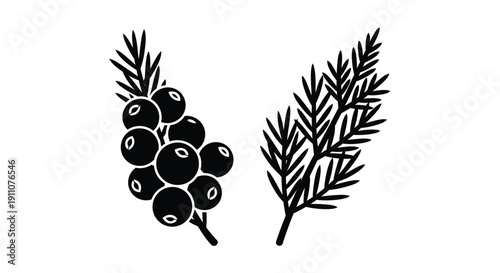 Detailed botanical illustration of juniper branches and berries a striking silhouette
