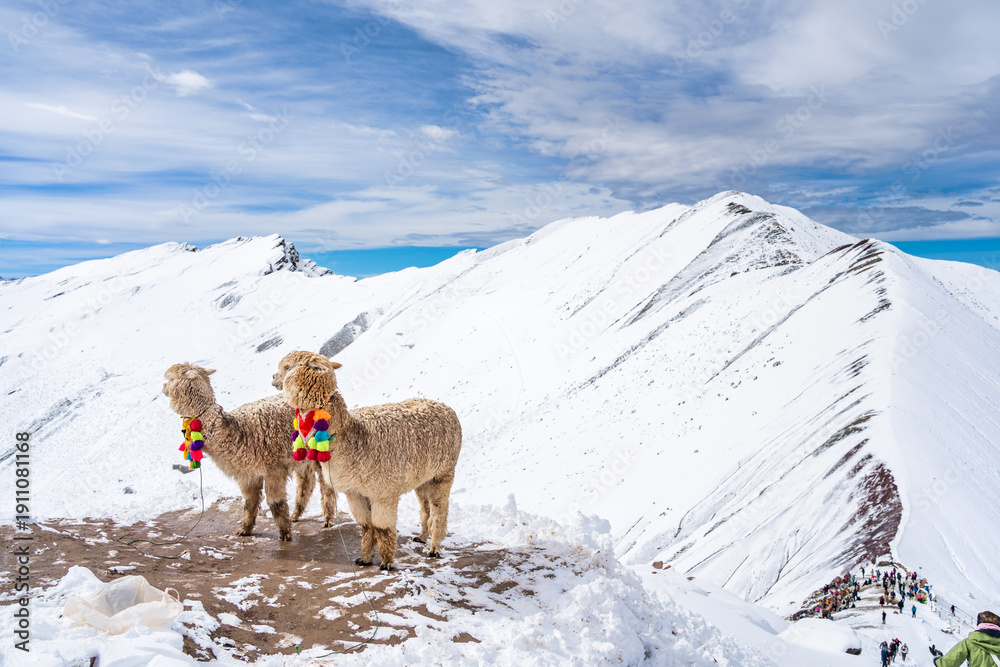 custom made wallpaper toronto digitalTwo alpacas on a snowy ridge at the Vinicunca Rainbow mountain viewpoint.