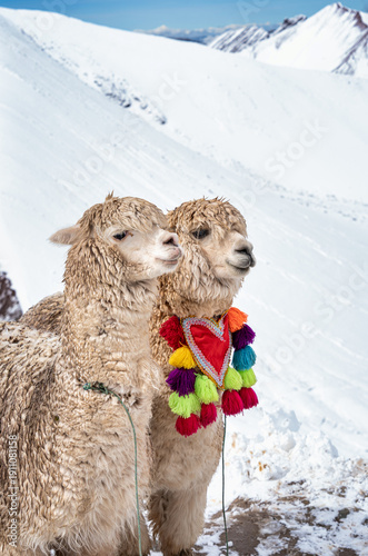 Wallpaper Mural Two alpacas on a snowy ridge at the Vinicunca Rainbow mountain viewpoint. Torontodigital.ca