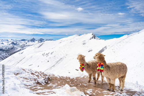 Wallpaper Mural Two alpacas on a snowy ridge at the Vinicunca Rainbow mountain viewpoint. Torontodigital.ca