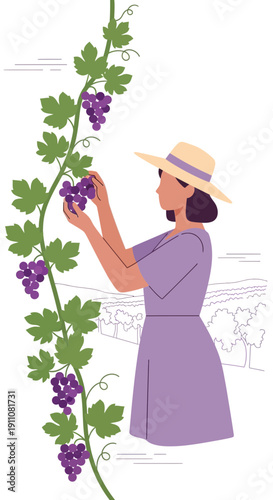 Woman Harvesting Grapes At Vineyard During Autumn Harvest Season