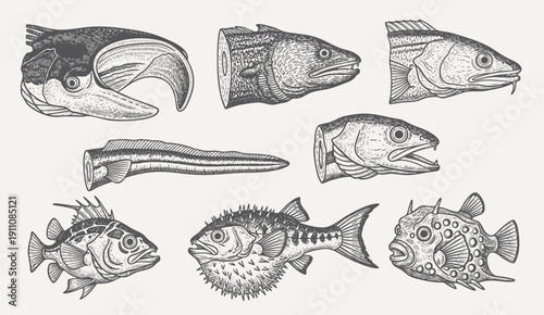 Cut fish head. diverse fish and fish head illustration. isolated on white background