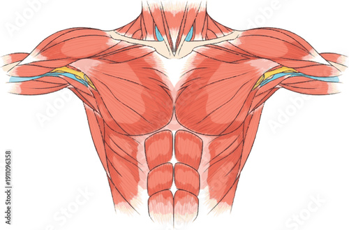 Anatomical illustration of the human pectoral muscles and abdominal musculature, showcasing the intricate details of a toned physique