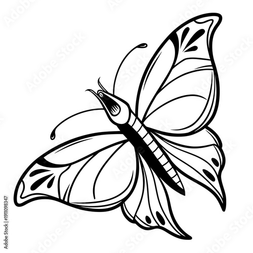 A black and white drawing of a butterfly with detailed wings Vector