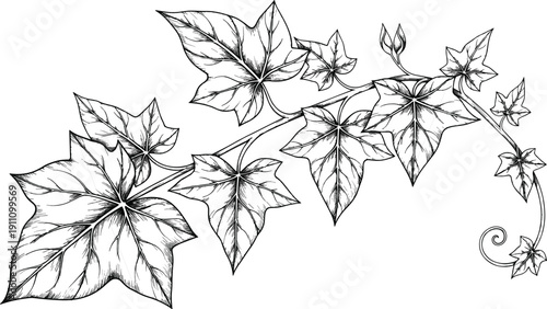 Hand Drawn Ivy Vine Illustration with Detailed Leaves, Botanical Line Art Design Isolated on White Background for Decorative Use