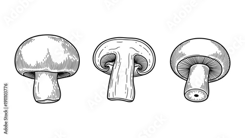 Mushroom Illustrations