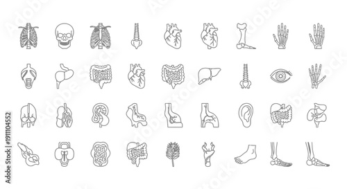 Human internal anatomy icons detail skeletal and organ.