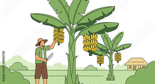 Farmer Harvesting Ripe Bananas In Tropical Orchard