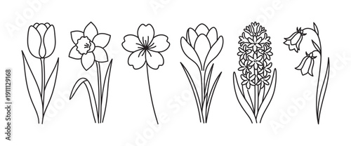 Set of spring flowers line art featuring tulip, daffodil, crocus, hyacinth, and bluebell in a minimalist black and white contour drawing style for botanical design