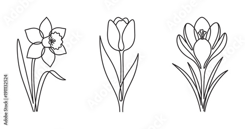 Three spring flowers daffodil tulip and crocus in a minimalist continuous one line drawing style, an elegant floral illustration set for botanical and nature concepts