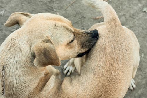 Vászonkép Brown dog grooming itself outdoors on sandy ground