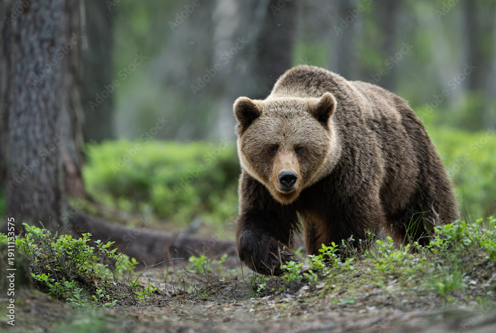 Obraz premium Wild brown bear ( Ursus arctos )