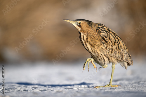 Wallpaper Mural Great bittern bird ( Botaurus stellaris ) close up Torontodigital.ca