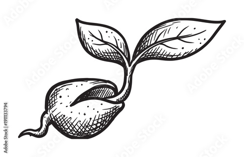 Hand-drawn black and white sprouting seed with a small root and two leaves, illustrated in a vintage sketch style with detailed hatching and cross-hatching for texture