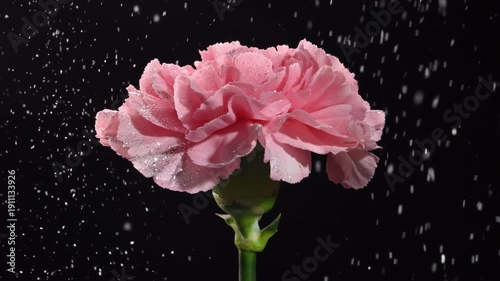 Rotating pink carnation surrounded by swirling sparkling particles like gentle snowfall. Shimmering glitter circles the flower creating dreamy romantic atmosphere of magic and tenderness.
