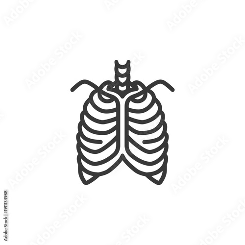 A simplified diagram of the human rib cage structure