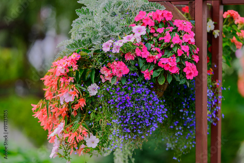 Colorful hanging flower basket with blooming impatiens, lobelia and begonias on wooden pergola, vibrant summer garden floral arrangement outdoors