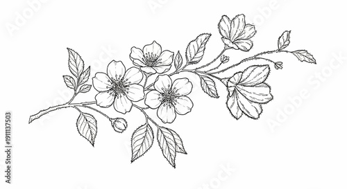 A delicate cherry blossom branch with blooming flowers and leaves, rendered in a detailed illustrative style, perfect for artistic designs and spring themes