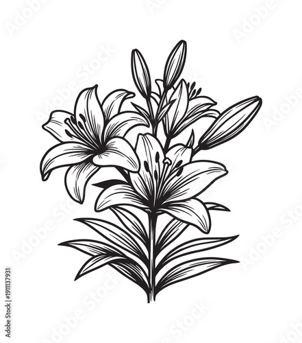 Black and white lily flower bouquet illustration with blooming petals, unopened buds, and lush leaves in a detailed, elegant hand-drawn line art style for a classic botanical design